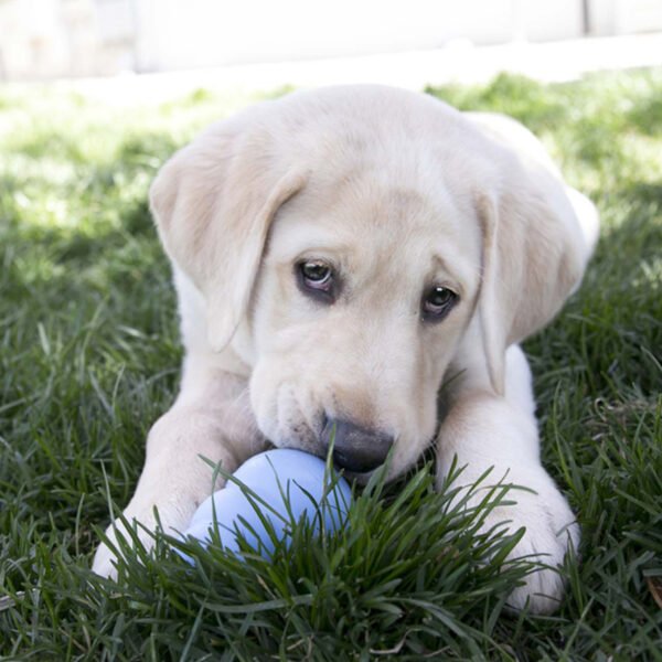 KONG PUPPY - Image 5